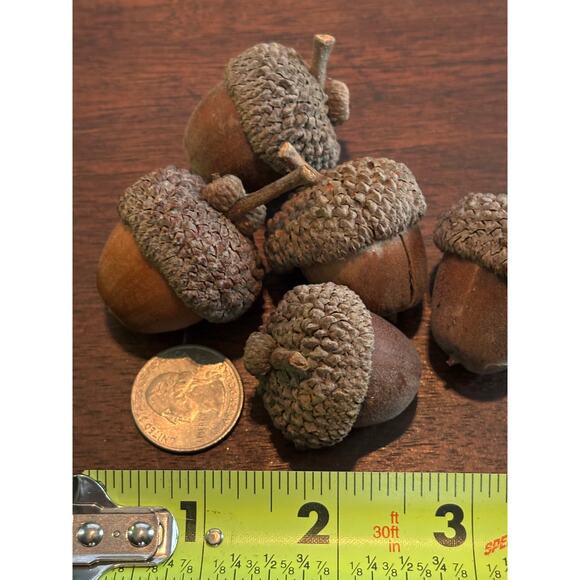 100 Jumbo White Oak Acorn Caps 3/4" - 1 1/4" Natural Untreated Crafting Fall - Picture 9 of 10